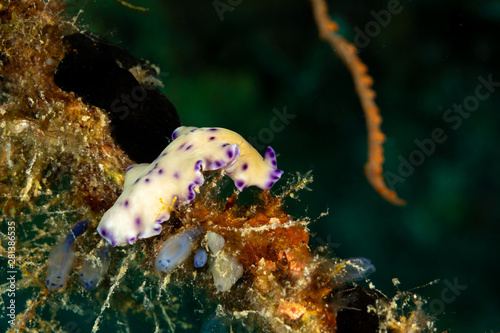 The flatworms, flat worms, Platyhelminthes, Plathelminthes, or platyhelminths are a phylum of relatively simple bilaterian, unsegmented, soft-bodied invertebrates photo