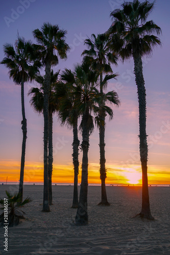 Sunset view with palms in Santa Monica Beach, Los Angeles, California. USA. Sunset palm trees on the beach. Silhouette palm trees on the colorful twilight sky. © Unwind