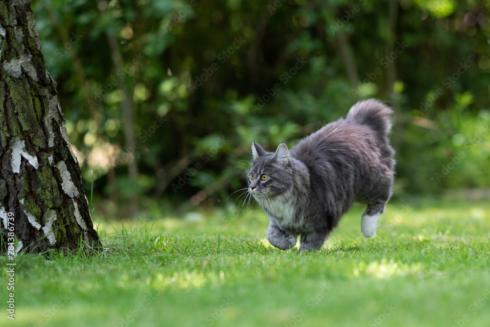 young playful blue tabby maine coon cat running on grass next to a birch tree trunk in the back yard