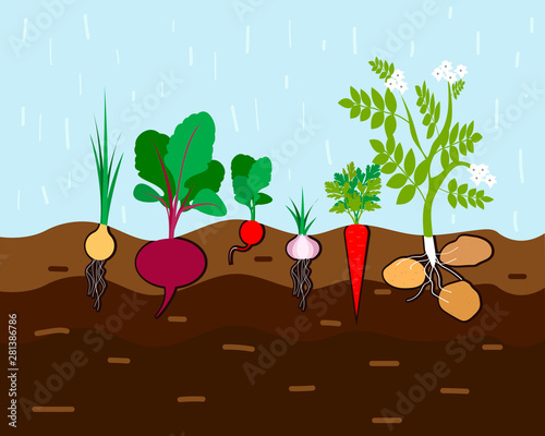 Fresh organic vegetable garden. Set vegetables plant growing underground carrot, onion, garlic, radish, beet, potato. Vector illustration.