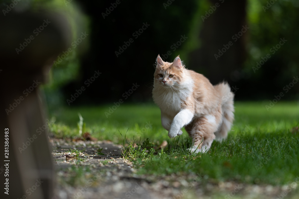 young fluffy beige white ginger maine coon cat running on grass in the back yard on a sunny summer day