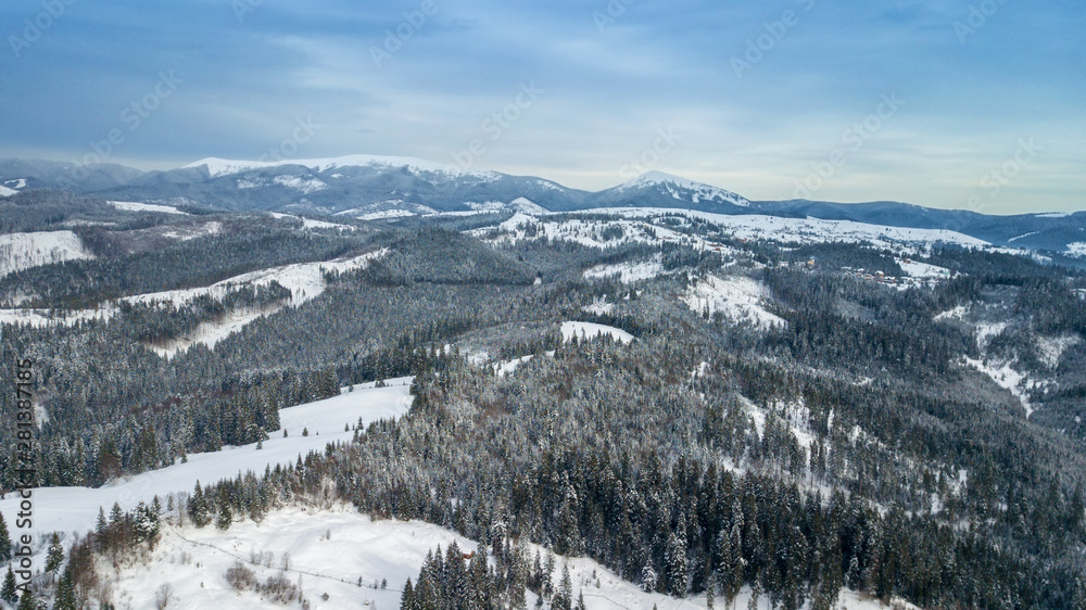 Aerial view of pine forest, from above. bird's eye, drone shot. amazing natural winter background