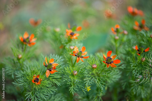 The summer pheasant's-eye or Adonis Aestivalis