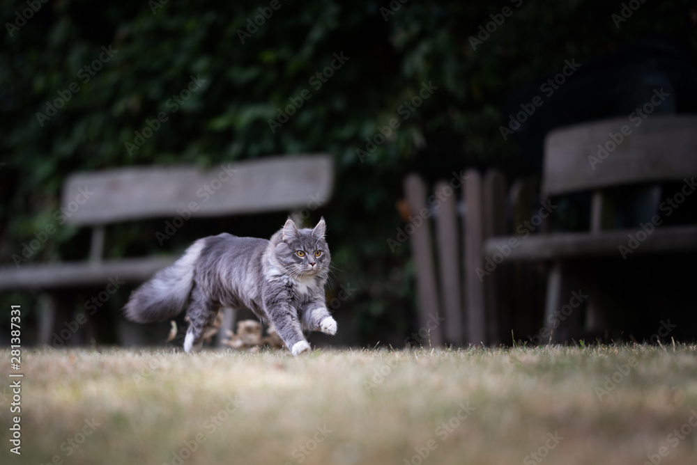 young playful blue tabby maine coon cat running on dried up grass in the back yard in front of wooden bench on a hot summer day at high speed