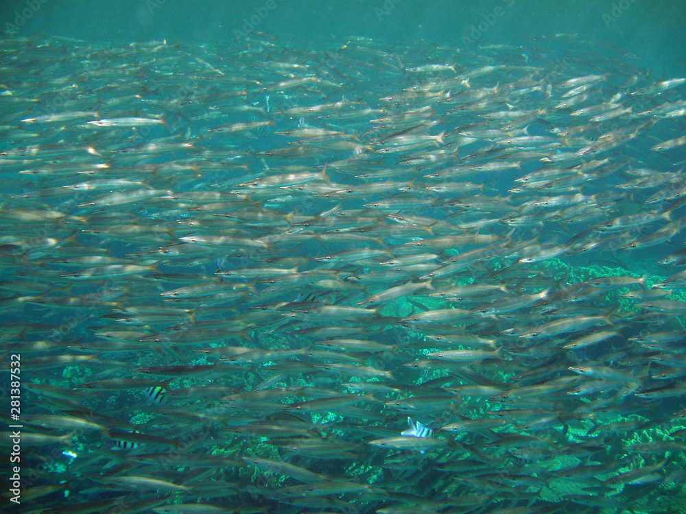 a giant tuna school of fish, close up in the deep blue sea 