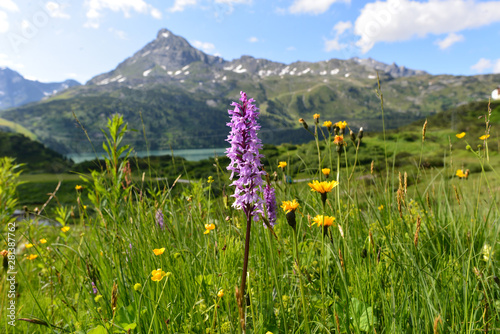 Breitblättriges Knabenkraut am Kopssee Montafon-Vorarlberg photo