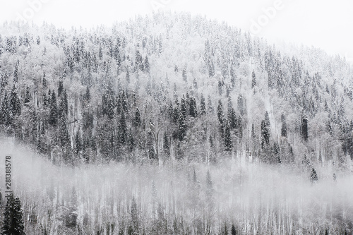 Fototapeta Naklejka Na Ścianę i Meble -  morning in the winter forest