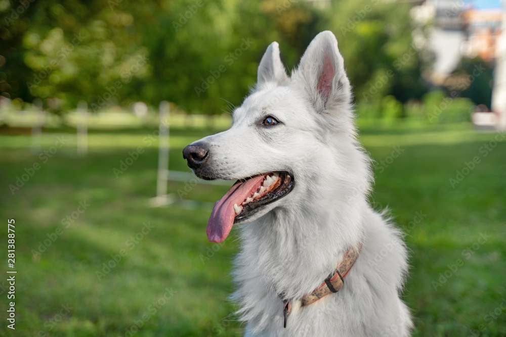 portrait cute white Swiss Shepherd Dog outdoor portrait cute white Swiss Shepherd Dog outdoor