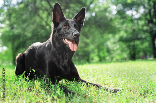 portrait black German shepherd puppy for a walk in the park © Masarik