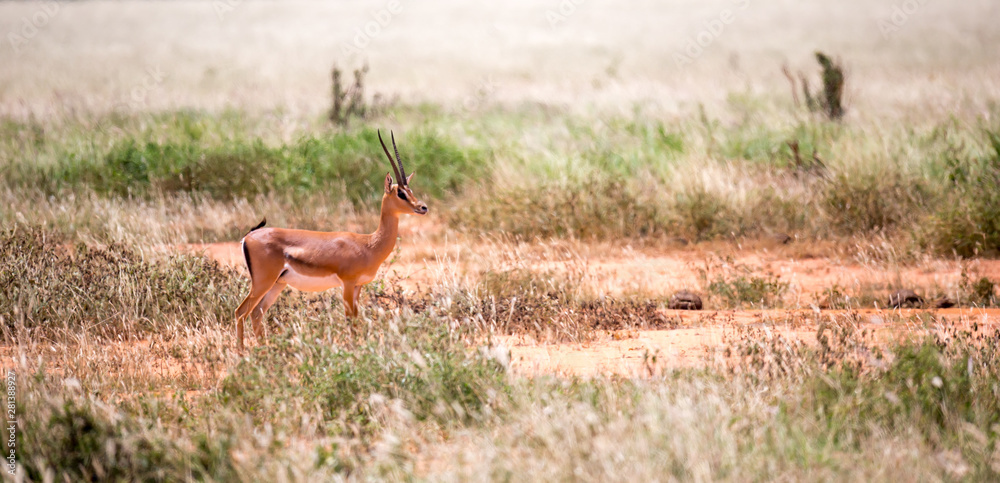 Grant Gazelle grazes in the vastness of the Kenyan savannah Grant Gazelle grazes in the vastness of the Kenyan savannah