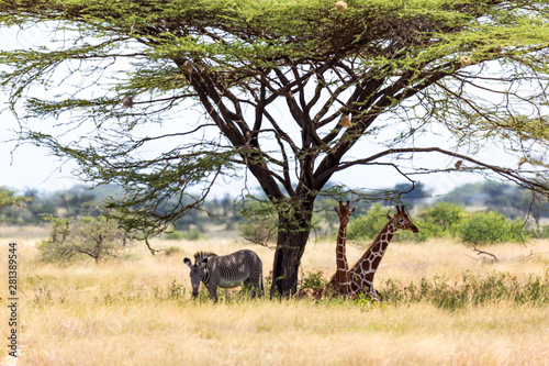Bild auf Leinwand Giraffes and a gravy zebra under the crown of a shady tree