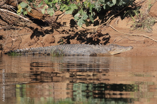 Australian Saltwater Crocodile Daintree River Queensland, Australien photo