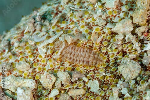 Sea Cucumber Scale Worm, Gastrolepidia clavigera, crawling on its host