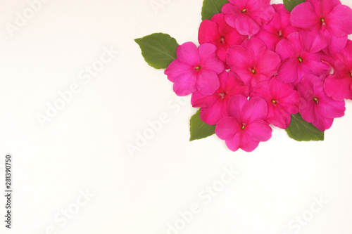 Blumenmuster, fleißiges Lieschen pinkfarben