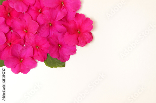 Blumenmuster, fleißiges Lieschen pinkfarben