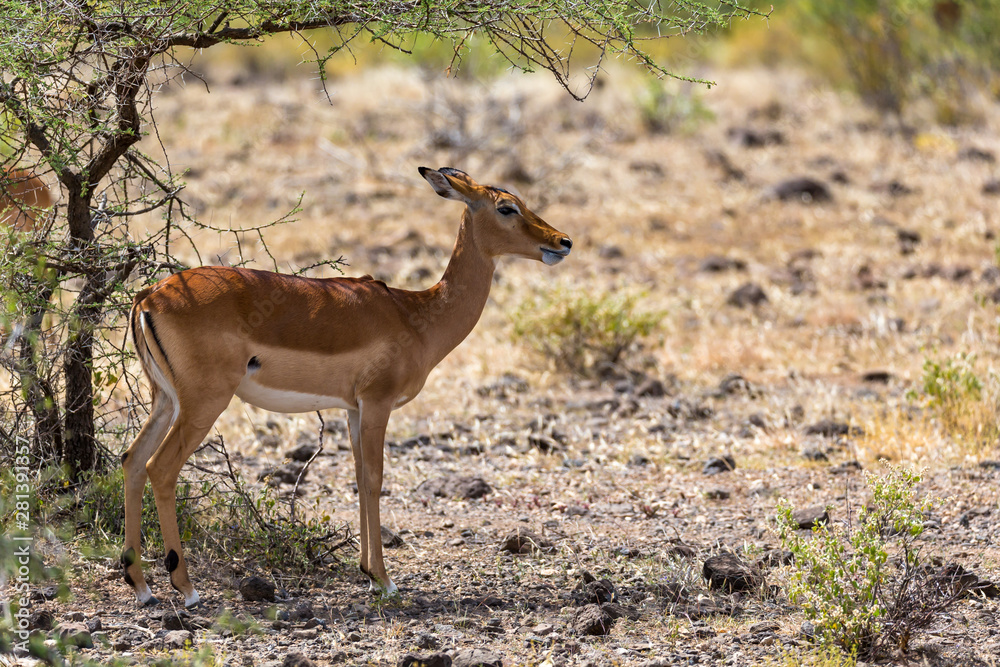 Grant Gazelle grazes in the vastness of the Kenyan savannah Grant Gazelle grazes in the vastness of the Kenyan savannah