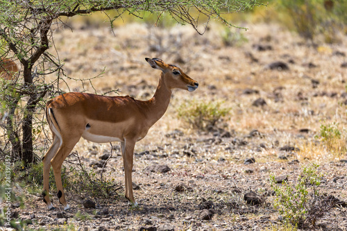 Grant Gazelle grazes in the vastness of the Kenyan savannah