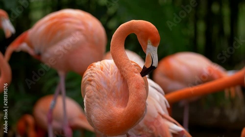 Pink flamingo staring with interest, standing among other flamingos that are walking around. Black and green background. UHD photo