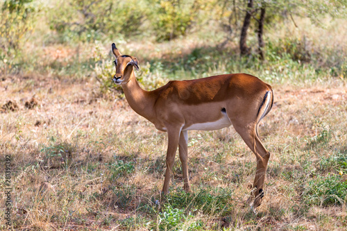 Grant Gazelle grazes in the vastness of the Kenyan savannah