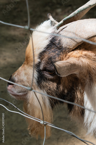 brown goat in the farm © Ana Belen Garcia 