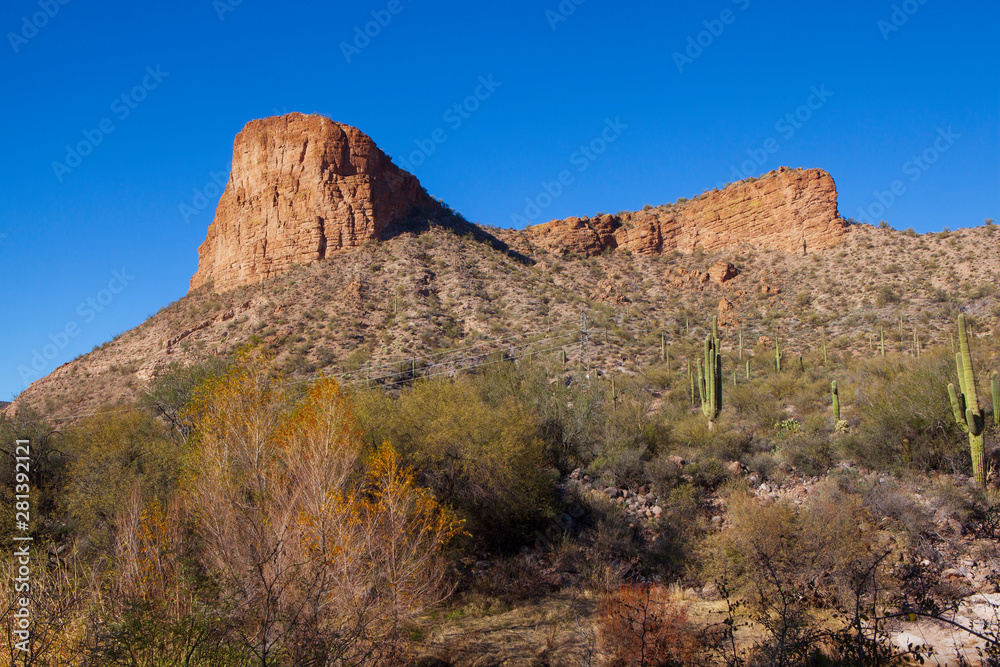 Cactus in the Arizona desert. Cactus in the Arizona desert.
