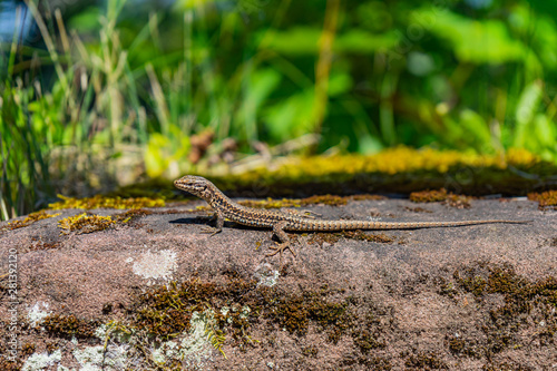 Lizard basks on a rock