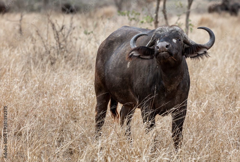 African Buffalo in the Kruger National Park African Buffalo in the Kruger National Park