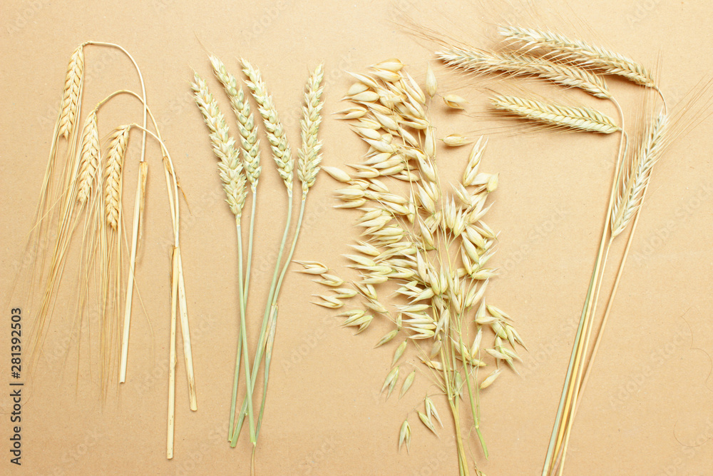 Verschiedene Sorten Getreide, Weizen, Roggen, Hafer, Gerste Stock-Foto |  Adobe Stock