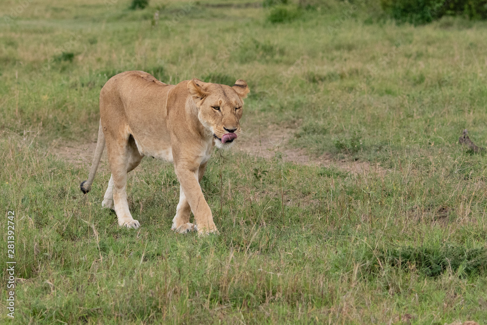 walking Lioness with tongue sticking out walking Lioness with tongue sticking out