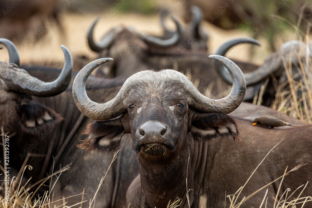 African Buffalo in the Kruger National Park African Buffalo in the Kruger National Park