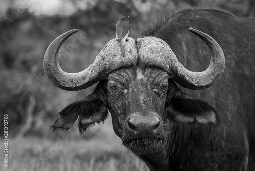 African Buffalo in the Kruger National Park 