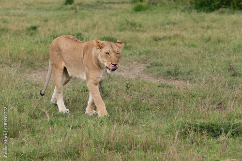 walking Lioness with tongue sticking out