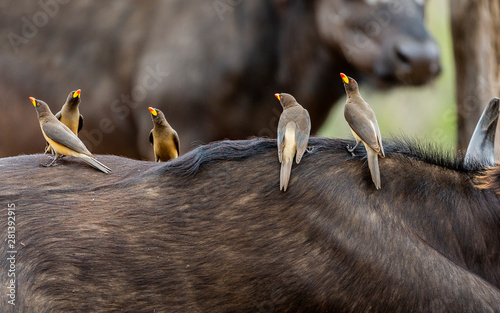 фотографія Yellow Billed Oxpecker in the Kruger National Park