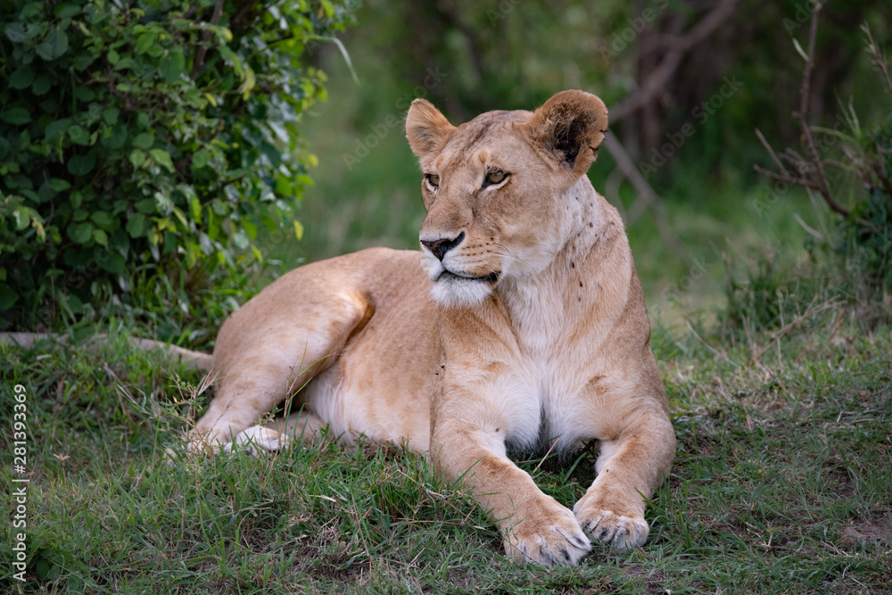 Lioness resting in light shade Lioness resting in light shade