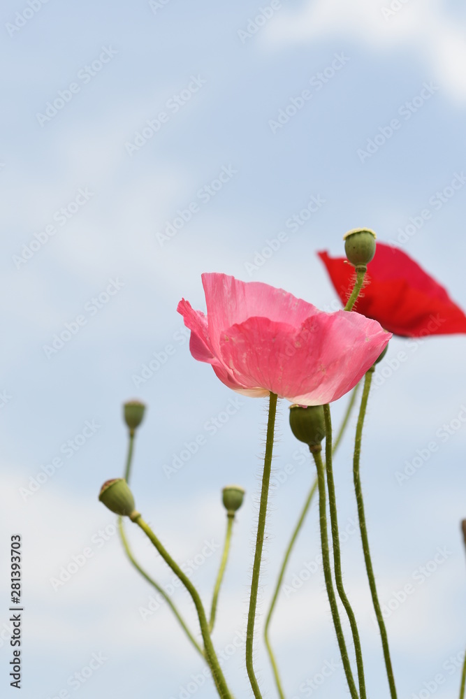 Obraz premium ポピーの花