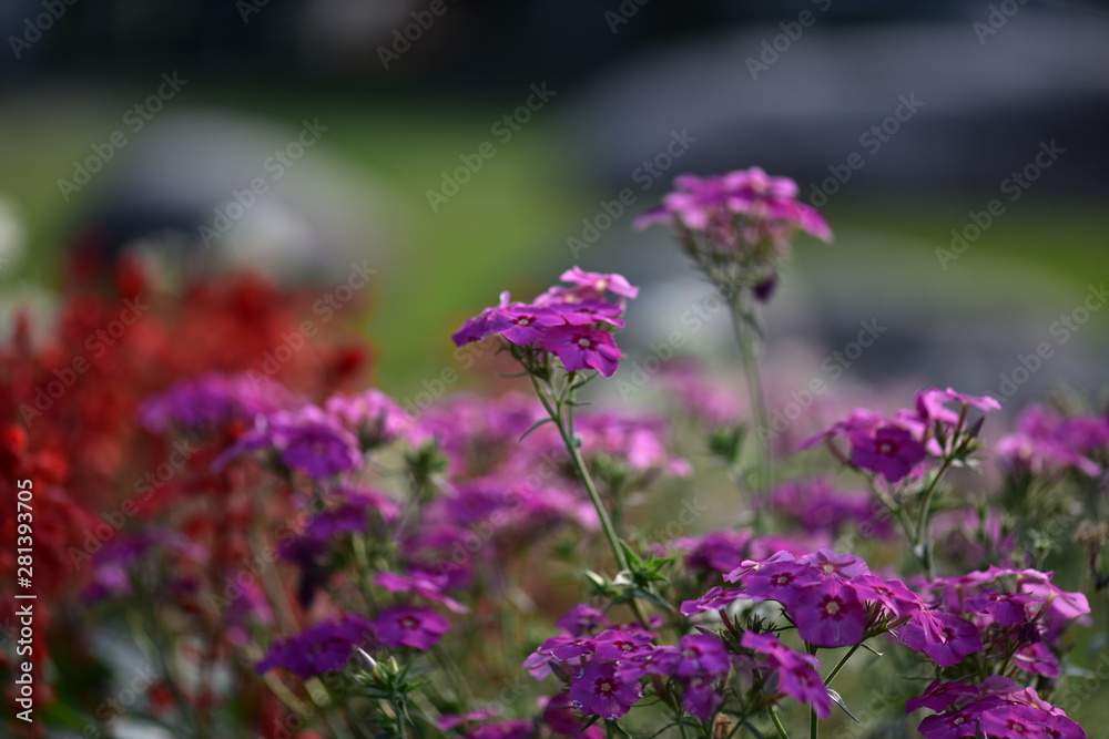 Obraz premium 日本のイングリッシュガーデンの花壇の花