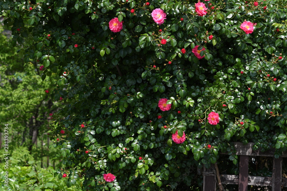 バラの花 バラの花