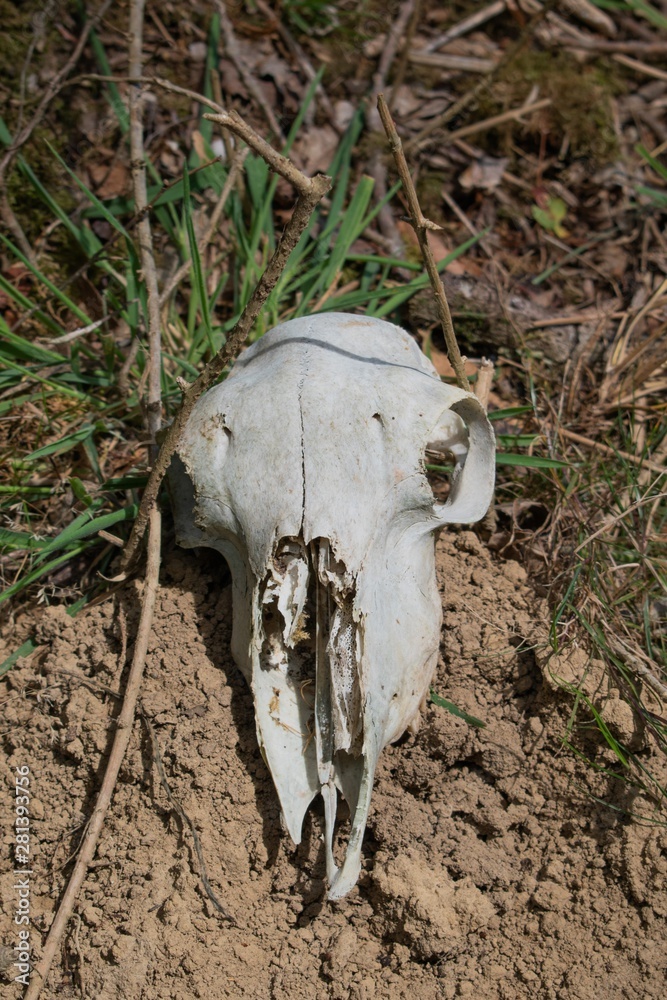 skull of dead animal in nature skull of dead animal in nature