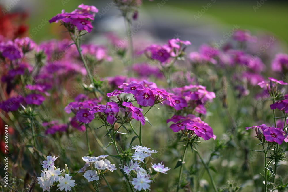 日本のイングリッシュガーデンの花壇の花