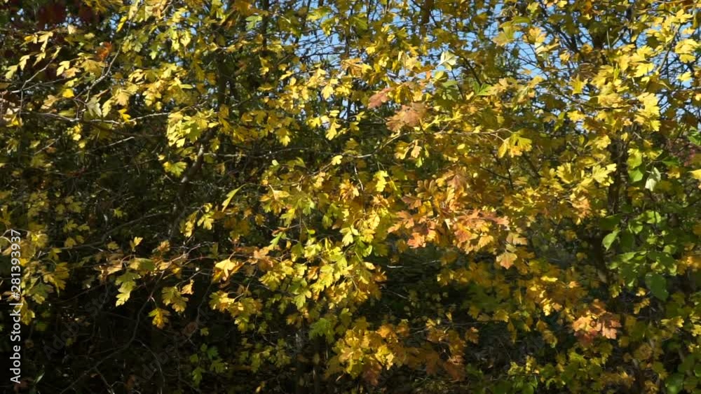 Autumn colorful leaves on walnut tree. Close Up of single-seeded stone fruits of the walnut tree Autumn colorful leaves on walnut tree. Close Up of single-seeded stone fruits of the walnut tree