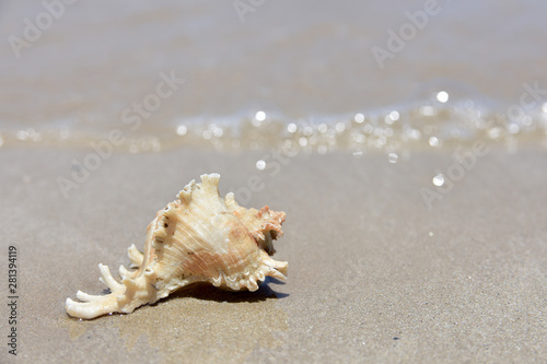 Beatiful Seashell on the beach