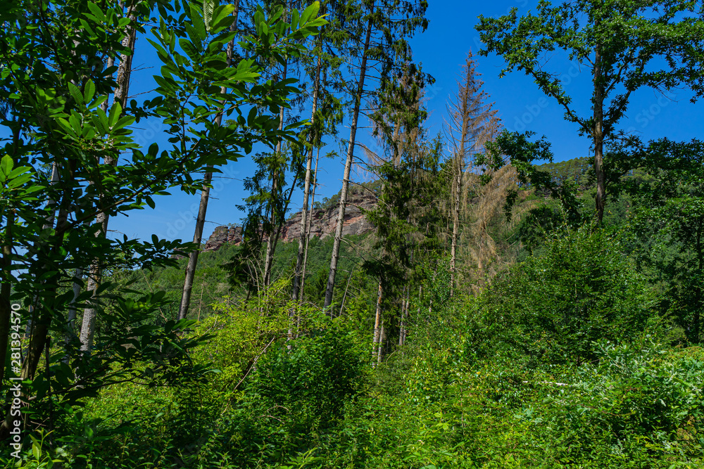Fototapeta premium Rock landscape in Dahn Rockland