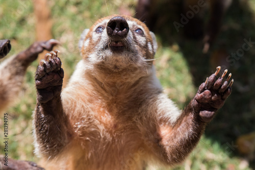 Portrait of cute white nosed coati, Nasua narica, begging for food, fighting and looking at a camera with funny expression. Cancun. Mexico