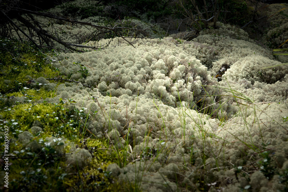 The moss in siberia forest The moss in siberia forest