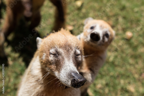 Portrait of group cute white nosed coatis, Nasua narica, begging for food, fighting and looking at a camera with funny expression