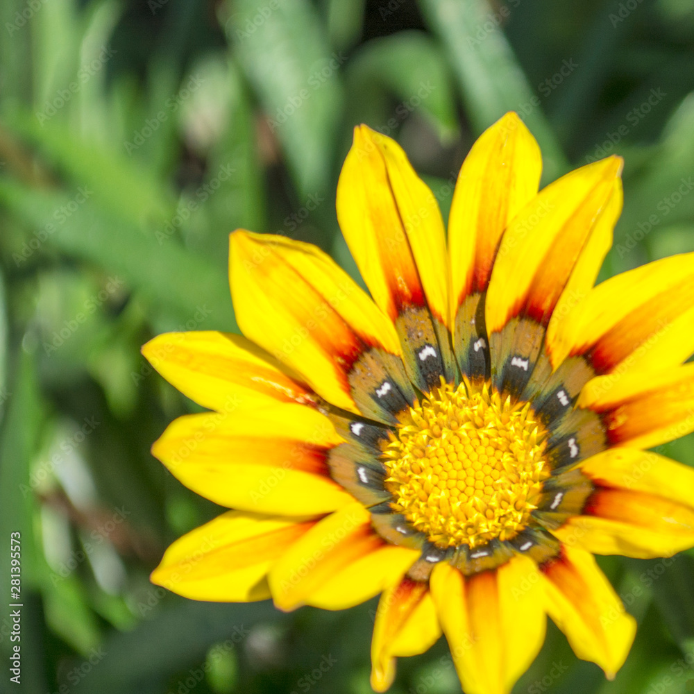 beautiful gazania flowers blooming background close up beautiful gazania flowers blooming background close up