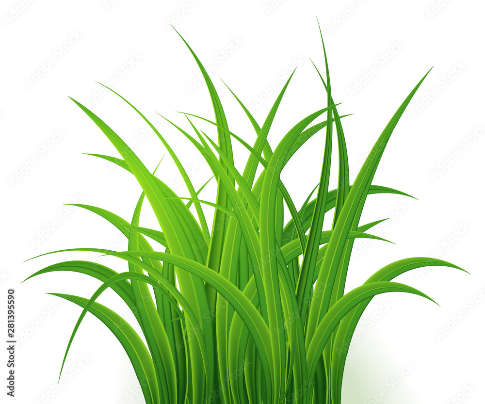 Green Grass Isolated on white background,tuft of grass,fresh spring grass,panoramic view,3d. Vector Illustration Green Grass Isolated on white background,tuft of grass,fresh spring grass,panoramic view,3d. Vector Illustration