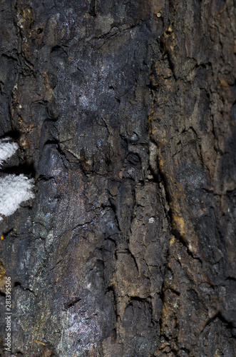 bark of scorched tree