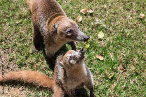 Portrait of group cute white nosed coatis, Nasua narica, begging for food, fighting and looking at a camera with funny expression. Cancun. Mexico photo