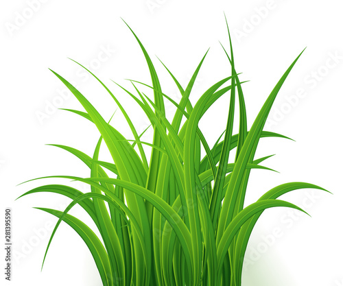 Green Grass Isolated on white background,tuft of grass,fresh spring grass,panoramic view,3d. Vector Illustration